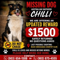Lost Female Dog last seen Between Northwood and up to Hardy and Hickory Hollow, Corsicana, TX 75110