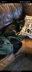 Lost Female Dog last seen  E 45th and S Branden , Tulsa, OK 74135