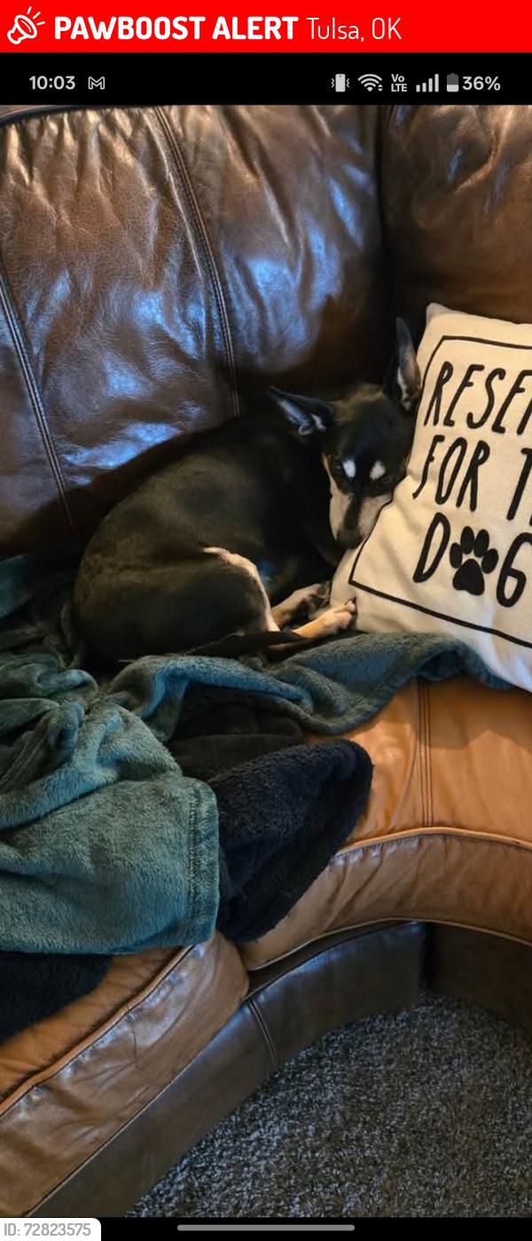 Lost Female Dog last seen  E 45th and S Branden , Tulsa, OK 74135