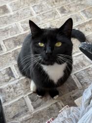 Lost Male Cat last seen Lake, DeFuniak Springs, FL 32433