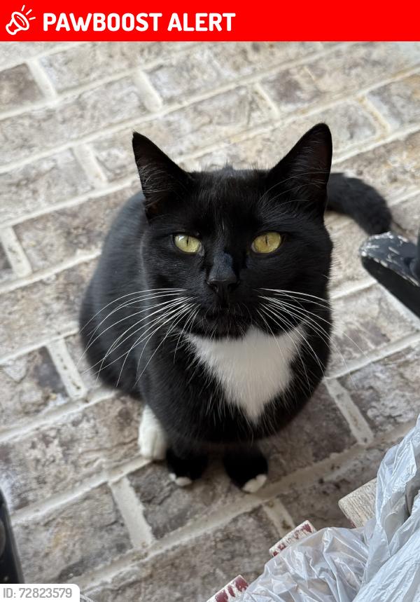 Lost Male Cat last seen Lake, DeFuniak Springs, FL 32433
