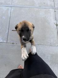 Found/Stray Unknown Dog last seen Westlake Drive , Menifee, CA 92584
