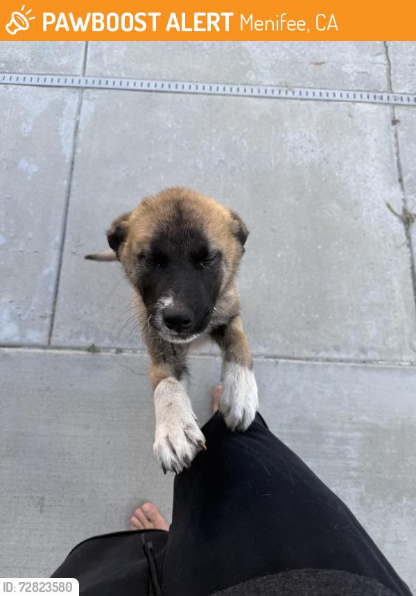 Found/Stray Unknown Dog last seen Westlake Drive , Menifee, CA 92584