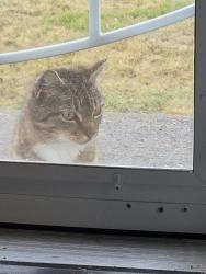 Found/Stray Female Cat last seen Oak rd and rifle range , Bridgeville, DE 19933