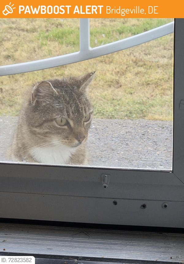 Found/Stray Female Cat last seen Oak rd and rifle range, Bridgeville, DE 19933