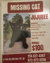 Lost Female Cat last seen Running River,  Miller Pond, Sam Houston, Beltline, N.Garland,  Wagon Wheel, Garland, TX 75044