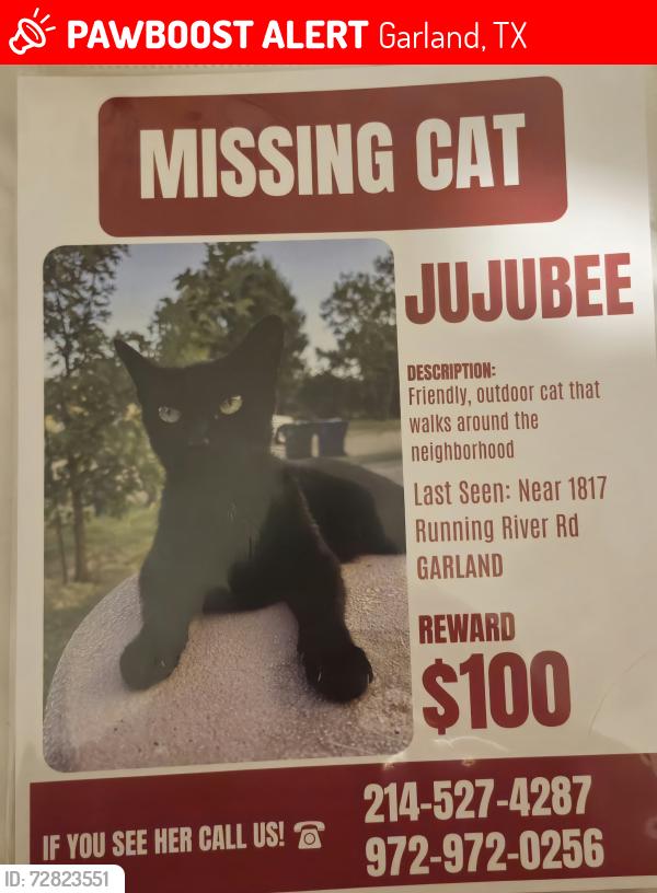 Lost Female Cat last seen Running River,  Miller Pond, Sam Houston, Beltline, N.Garland,  Wagon Wheel, Garland, TX 75044