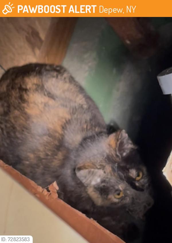 Found/Stray Unknown Cat last seen Transit & Lee, Depew, NY 14043