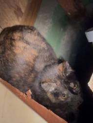 Found/Stray Unknown Cat last seen Transit & Lee, Depew, NY 14043