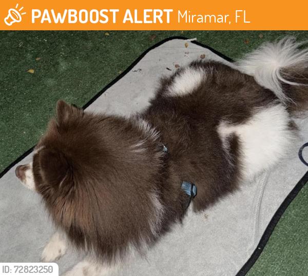 Found/Stray Male Dog last seen Aventine, Miramar, FL 33025