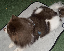 Found/Stray Male Dog last seen Aventine, Miramar, FL 33025