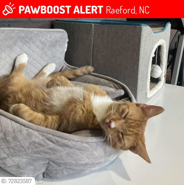 Lost Male Cat last seen Black Branch , Raeford, NC 28376