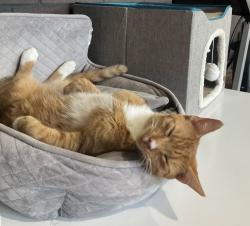 Lost Male Cat last seen Black Branch , Raeford, NC 28376