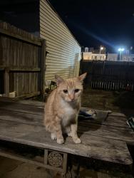 Found/Stray Unknown Cat last seen Reverb, Reading, PA 19604