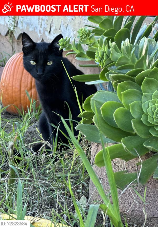Lost Male Cat last seen Woodbine way between s.Siena and arrowhead , San Diego, CA 92114