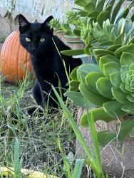 Lost Male Cat last seen Woodbine way between s.Siena and arrowhead , San Diego, CA 92114