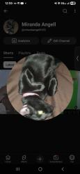 Lost Female Cat last seen Oakland Park Dr and 84th ave, Sunrise, FL 33351
