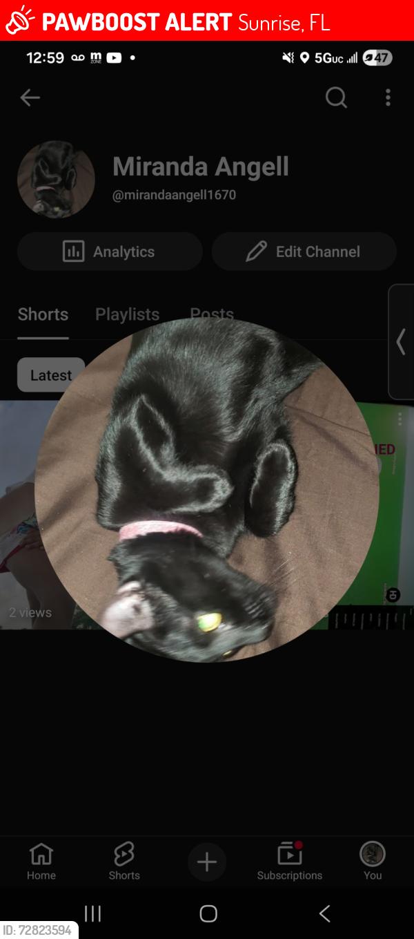 Lost Female Cat last seen Oakland Park Dr and 84th ave, Sunrise, FL 33351