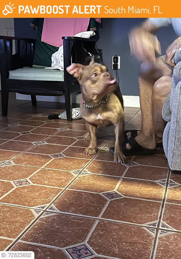 Found/Stray Male Dog last seen Was given to me, North Miami, FL 33161