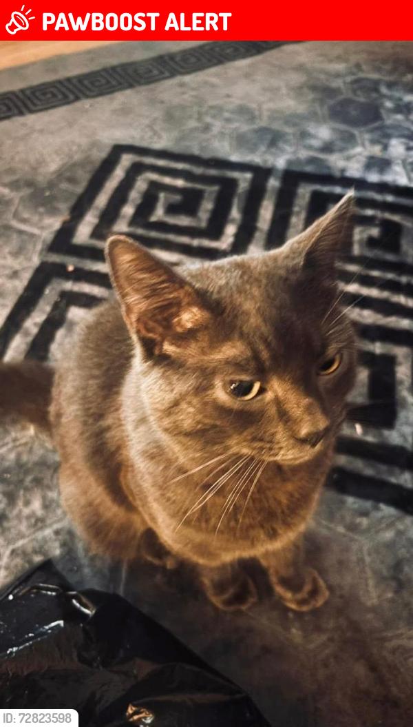 Lost Male Cat last seen Wareham vets, Wareham, England BH20