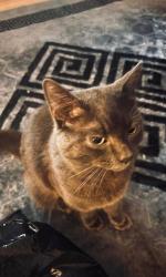 Lost Male Cat last seen Wareham vets, Wareham, England BH20