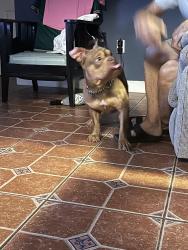 Found/Stray Male Dog last seen Was given to me, North Miami, FL 33161