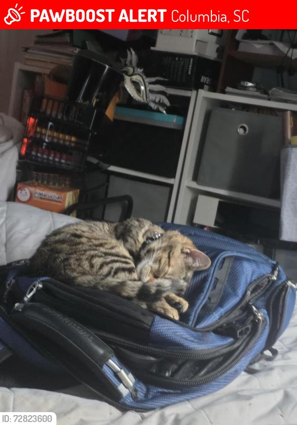 Lost Female Cat last seen Near the highlands neighborhood , Columbia, SC 29229