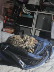 Lost Female Cat last seen Near the highlands neighborhood , Columbia, SC 29229