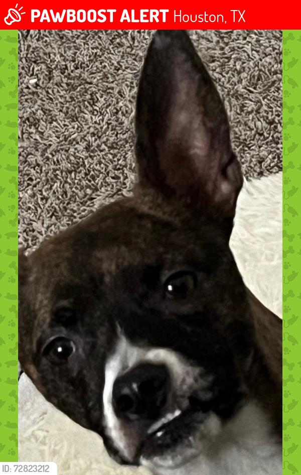 Lost Male Dog last seen brindle color, whitish paws. Goes by the name benny! he is a jack russell. , Houston, TX 77433