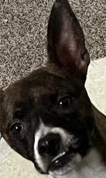 Lost Male Dog last seen brindle color, whitish paws. Goes by the name benny! he is a jack russell. , Houston, TX 77433