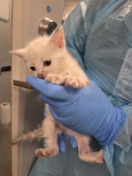 Shelter Stray Female Cat last seen McKinley & Valentine, Fresno Zone Fresno CO 2 93722, CA, Fresno, CA 93706