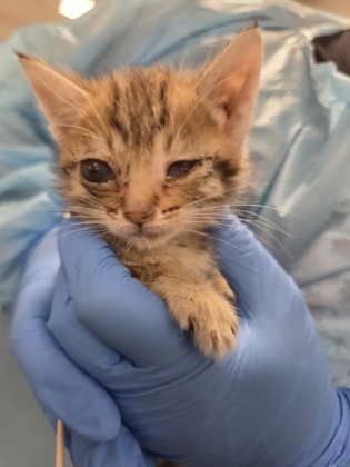 Shelter Stray Male Cat last seen McKinley & Valentine, Fresno Zone Fresno CO 2 93722, CA, Fresno, CA 93706