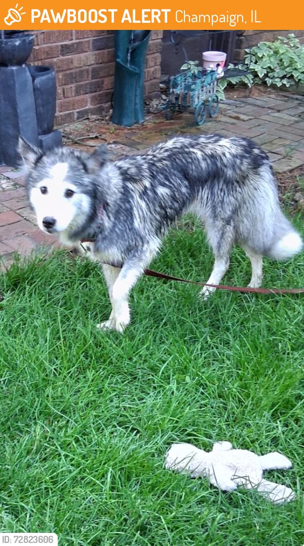 Found/Stray Female Dog last seen McKinley and Washington , Champaign, IL 61821