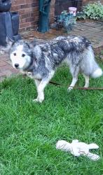Found/Stray Female Dog last seen McKinley and Washington , Champaign, IL 61821