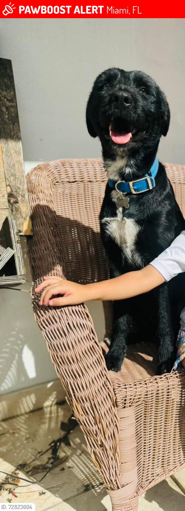 Lost Male Dog last seen Miami, Miami, FL 33196