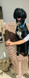 Lost Male Dog last seen Miami, Miami, FL 33196