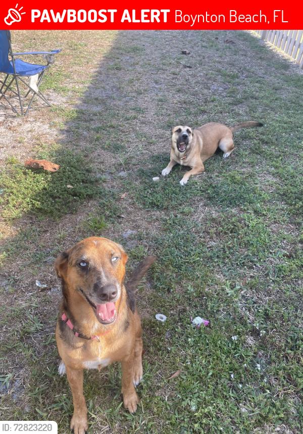 Lost Female Dog last seen Congress + Gateway, Boynton Beach, FL 33426
