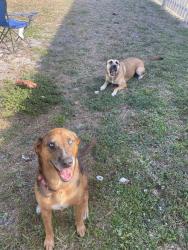 Lost Female Dog last seen Congress + Gateway, Boynton Beach, FL 33426
