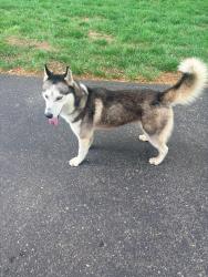 Found/Stray Male Dog last seen Kessler and Fall Creek Blvd, Indianapolis, IN 46205