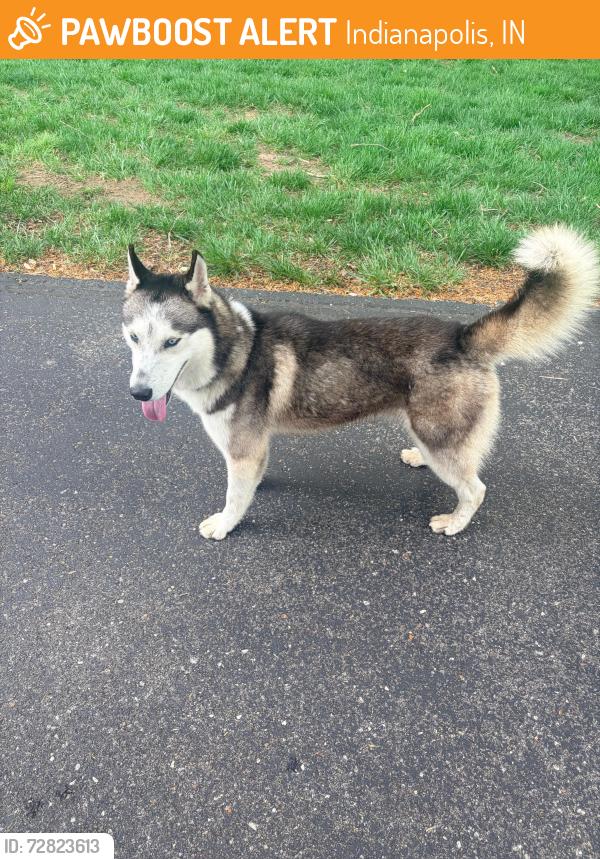 Found/Stray Male Dog last seen Kessler and Fall Creek Blvd, Indianapolis, IN 46205