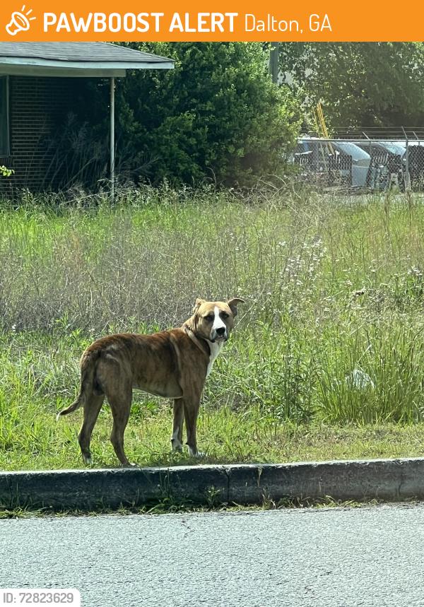 Found/Stray Unknown Dog last seen Five springs rd, new gas station kwik serv , Dalton, GA 30720