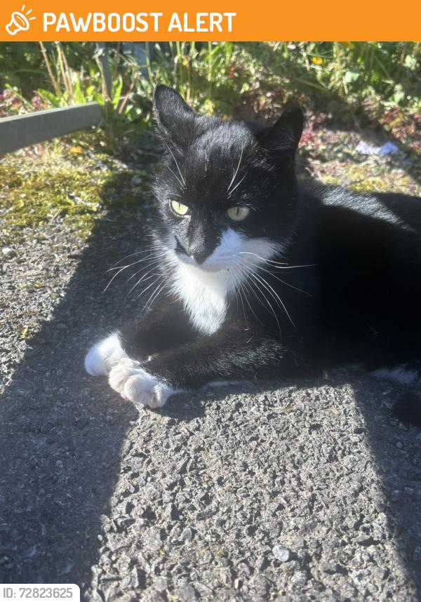 Found/Stray Female Cat last seen Carpark, Glengormley, Northern Ireland BT36