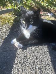 Found/Stray Female Cat last seen Carpark, Glengormley, Northern Ireland BT36