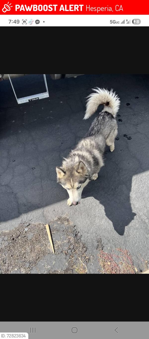Lost Male Dog last seen Cottonwood & Sycamore Ave, Hesperia, CA 92340