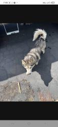 Lost Male Dog last seen Cottonwood & Sycamore Ave, Hesperia, CA 92340