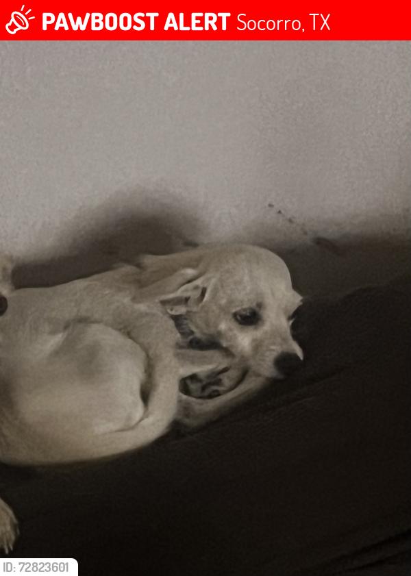 Lost Female Dog last seen Nuevo Hueco Tanks Road, Socorro, TX 79927