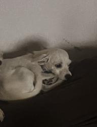 Lost Female Dog last seen Nuevo Hueco Tanks Road, Socorro, TX 79927