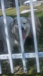 Found/Stray Unknown Dog last seen Heading across fence line of apmts to lake lane circle, Orlando, FL 32808
