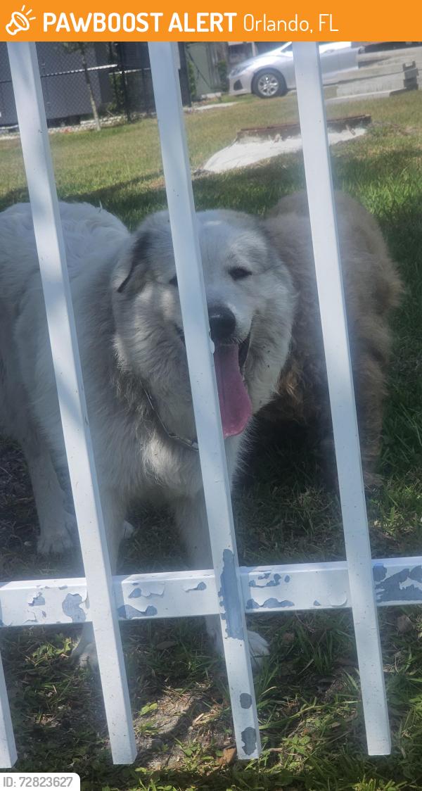 Found/Stray Unknown Dog last seen Heading across fence line of apmts to lake lane circle, Orlando, FL 32808