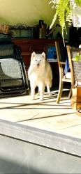 Found/Stray Female Dog last seen Near sw and 296 Street Redlands , Homestead, FL 33030